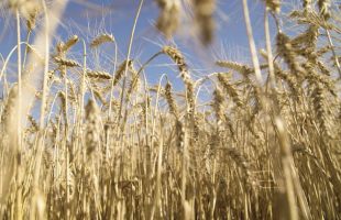 Soja y trigo, con precios muy firmes en el mercado de futuros