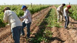 Los trabajadores independientes estarán exceptuados de efectuar los pagos cuando desarrollen actividades agropecuarias.