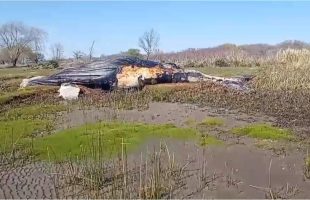 Sorpresa en Berisso por la aparición de una ballena muerta encallada en la costa del Río de la Plata